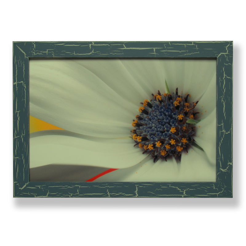 Framed close-up photograph of a daisy flower. Framed with a one of a kind hand painted picture frame.