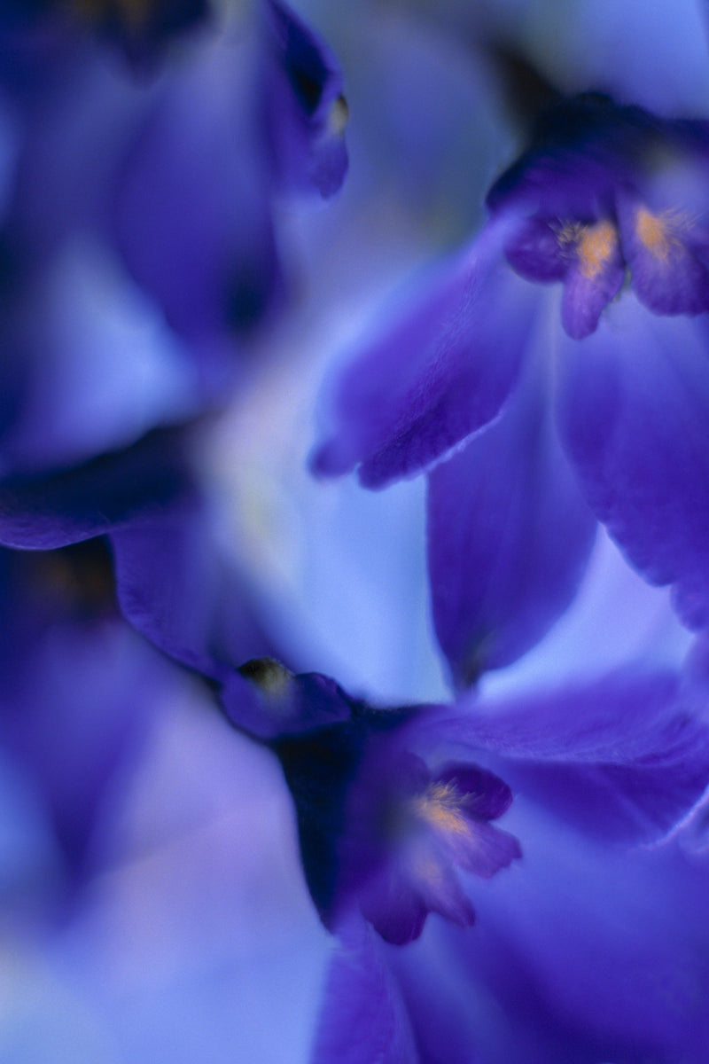 Metal Art Print - A close-up photograph of delphinium volk flowers.