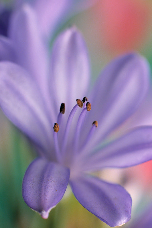 Metal Art Print - A close-up photograph of an African lily flower.