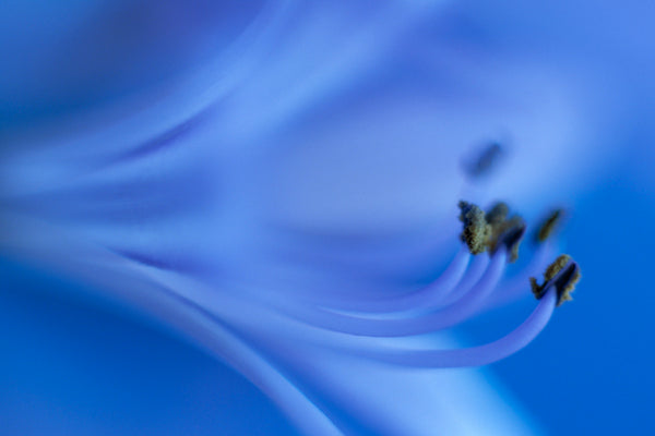 Art Print - A closeup photograph of an African lily flower.