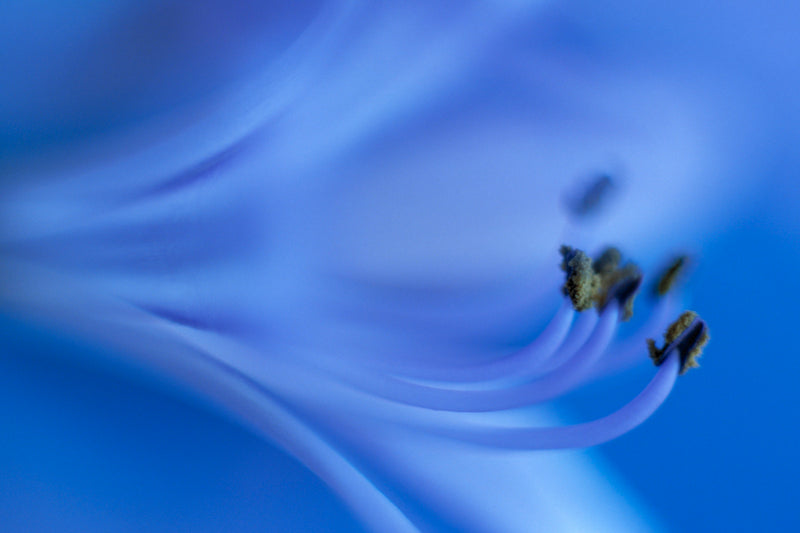 Art Print - A closeup photograph of an African lily flower.