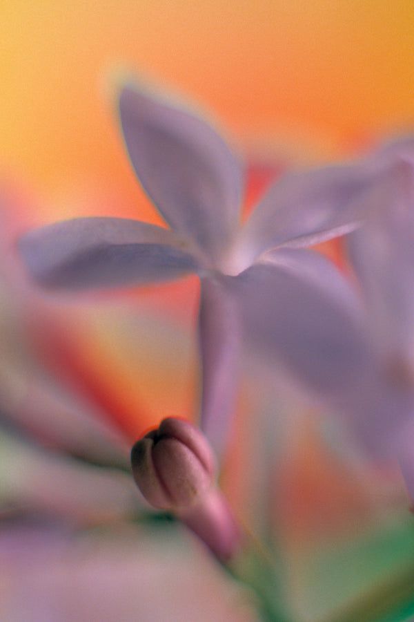 Metal Art Print - A close-up photograph of a lilac flower.