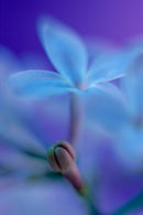 Art Print - A closeup photograph of a lilac flower.