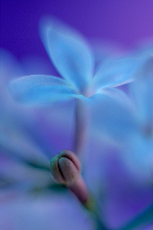 Metal Art Print - A close-up photograph of a lilac flower.