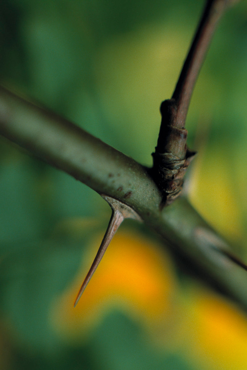 Metal Art Print - A close-up photograph of a wild rose thorn.