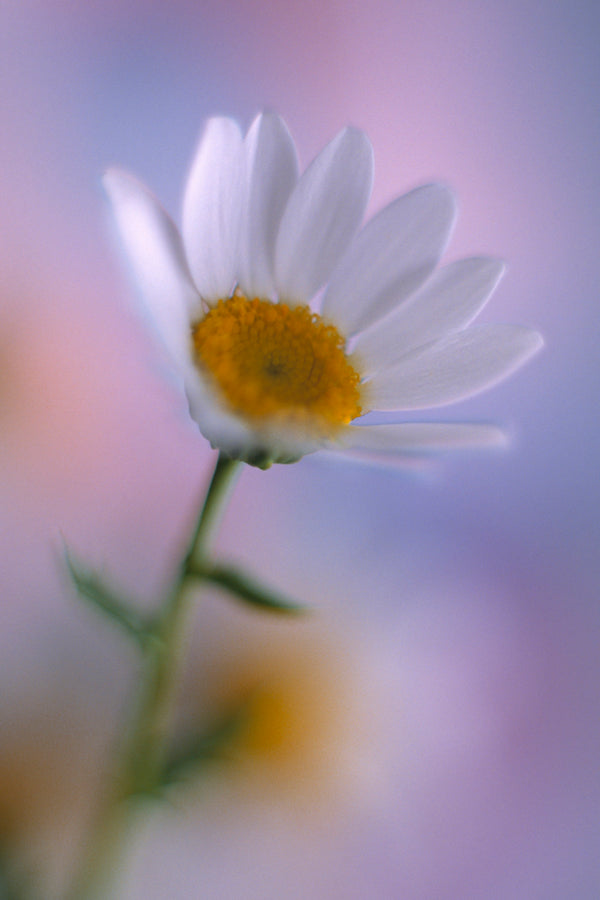 Art Print - A close-up photograph of a daisy flower.