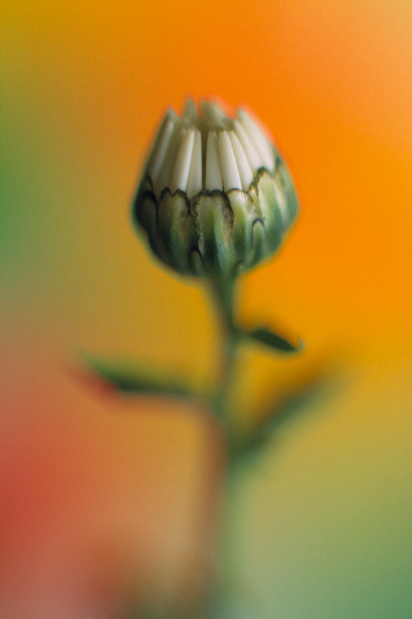 Metal Art Print - A close-up photograph of a daisy flower.