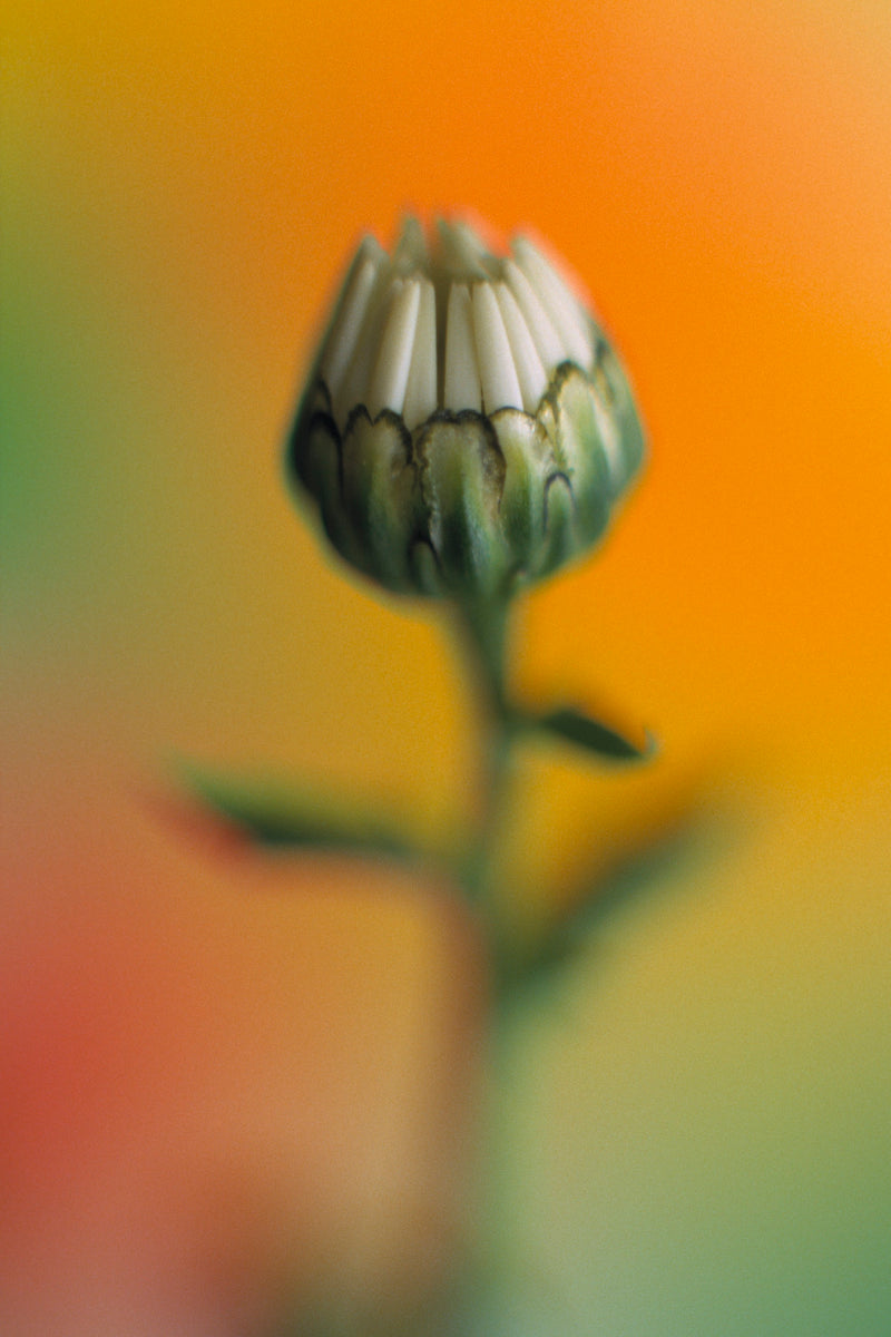 Metal Art Print - A close-up photograph of a daisy flower.