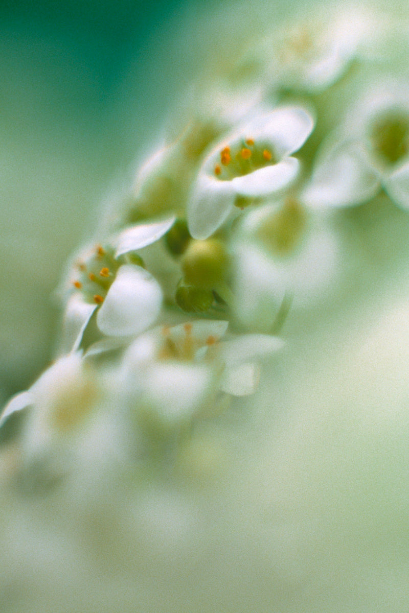 Art Print - A closeup photograph of alyssum flowers.