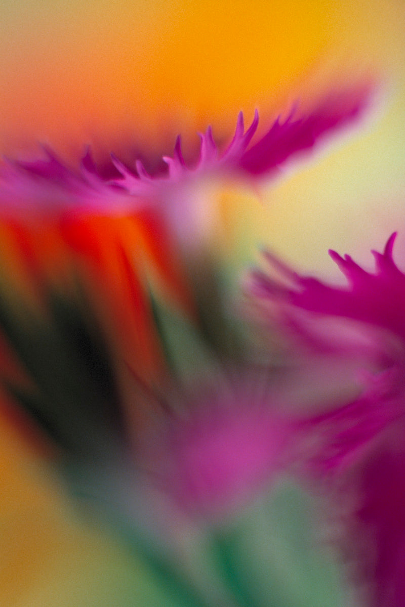 Art Print - A closeup photograph of a dianthus flower.