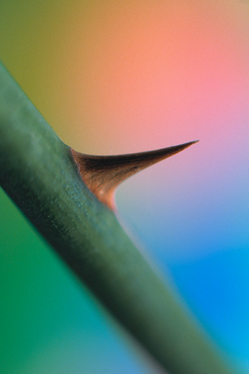 Metal Art Print - A close-up photograph of a wild rose thorn.