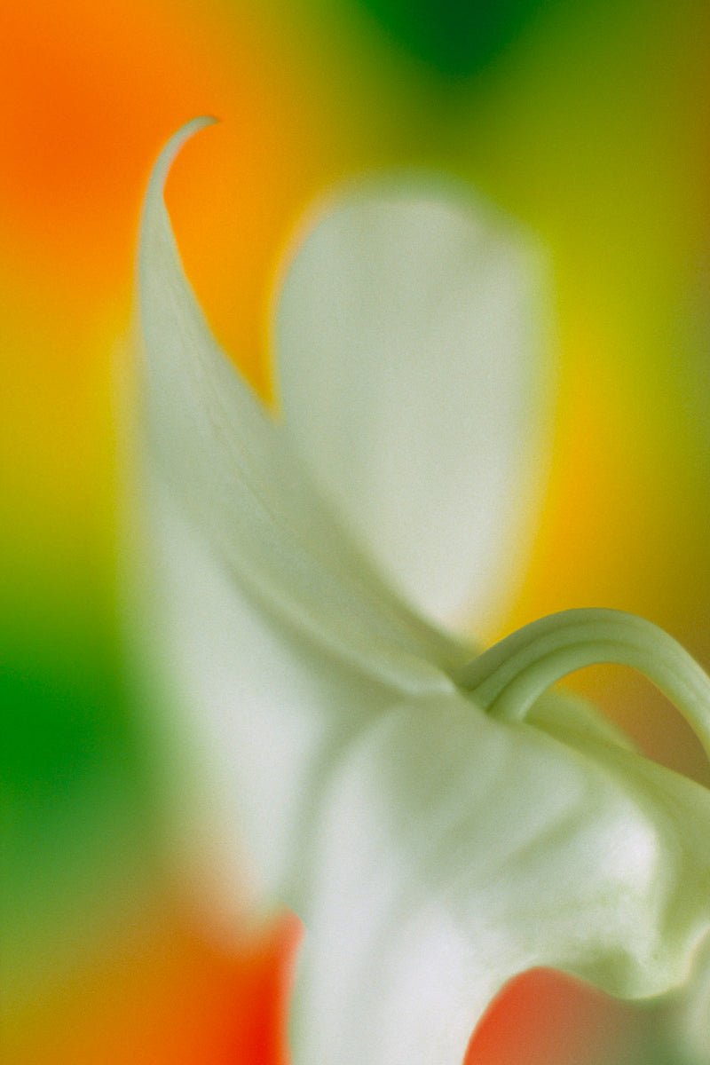 Metal Art Print - A close-up photograph of an orchid flower.