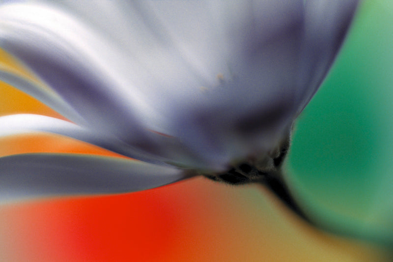 Metal Art Print - A close-up photograph of a daisy flower.