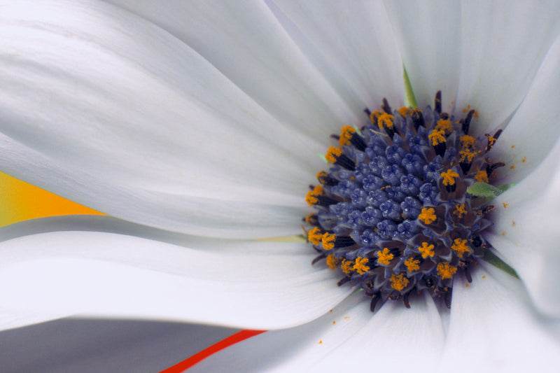 Metal Art Print - A close-up photograph of a daisy flower.