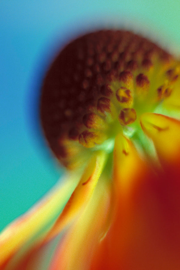 Art Print - A close-up photograph of a helenium flower.