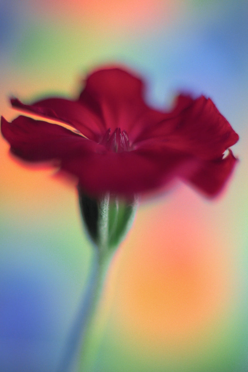 Art Print - A closeup photograph of a rose campion flower.