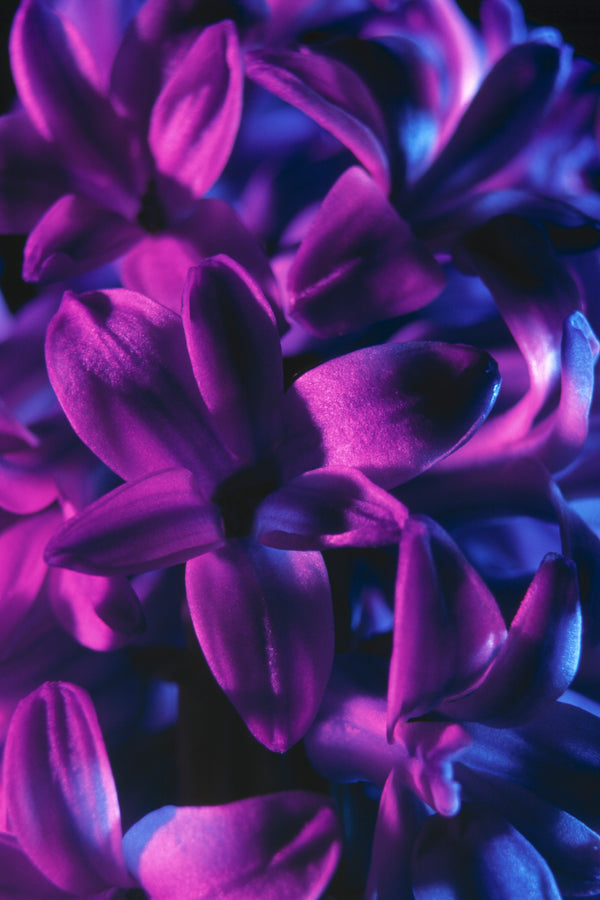 Metal Art Print - A close-up photograph of a blue jacket hyacinth flower.