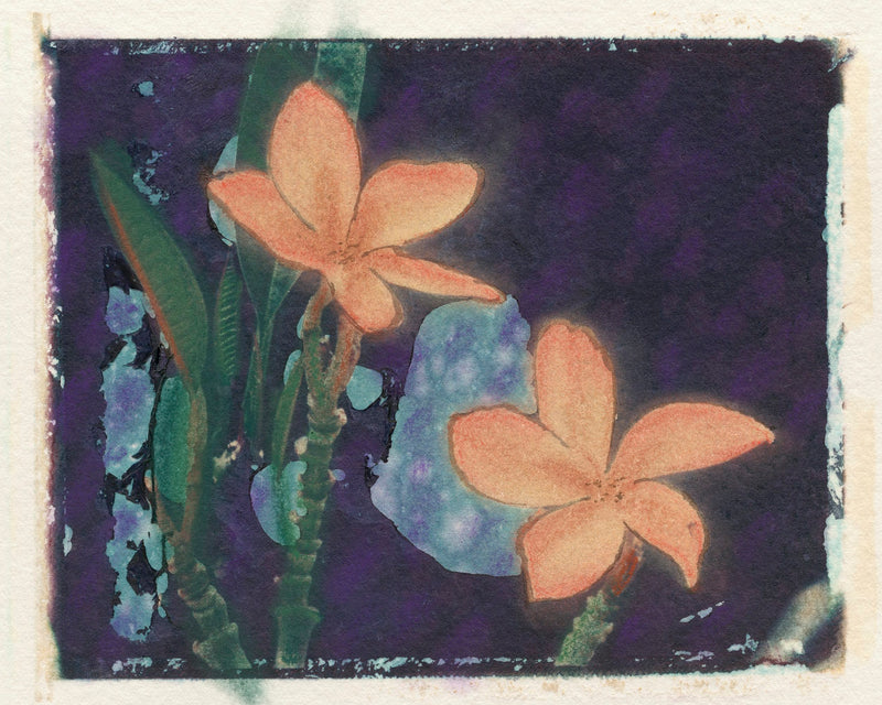 Art Print - A closeup photograph of a hand colored Polaroid transfer of plumeria flowers.