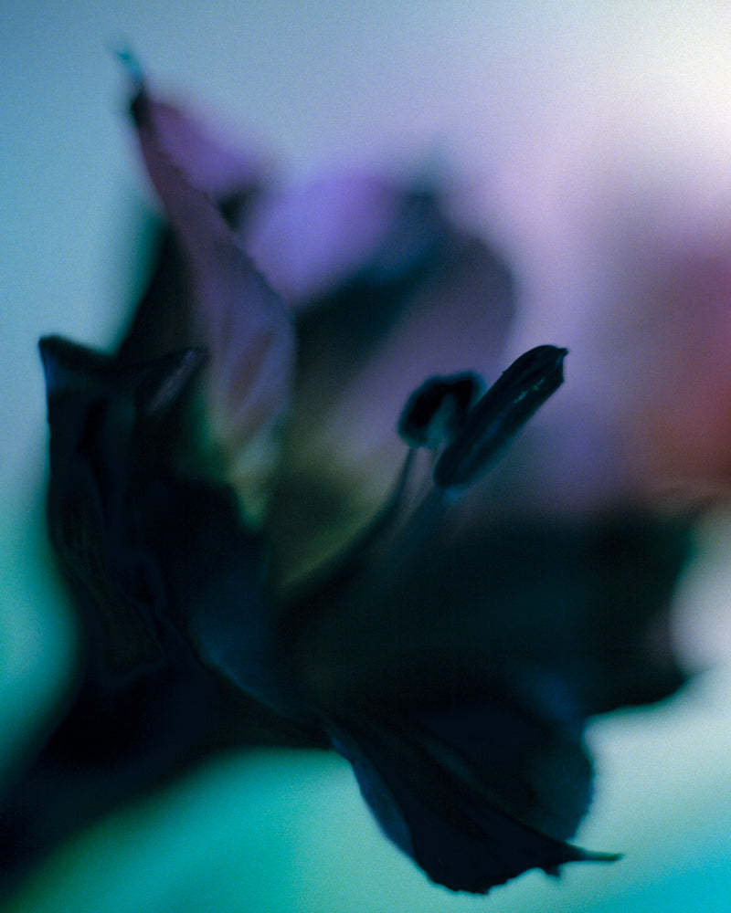 Metal Art Print - A close-up photograph of an alstroemeria flower.