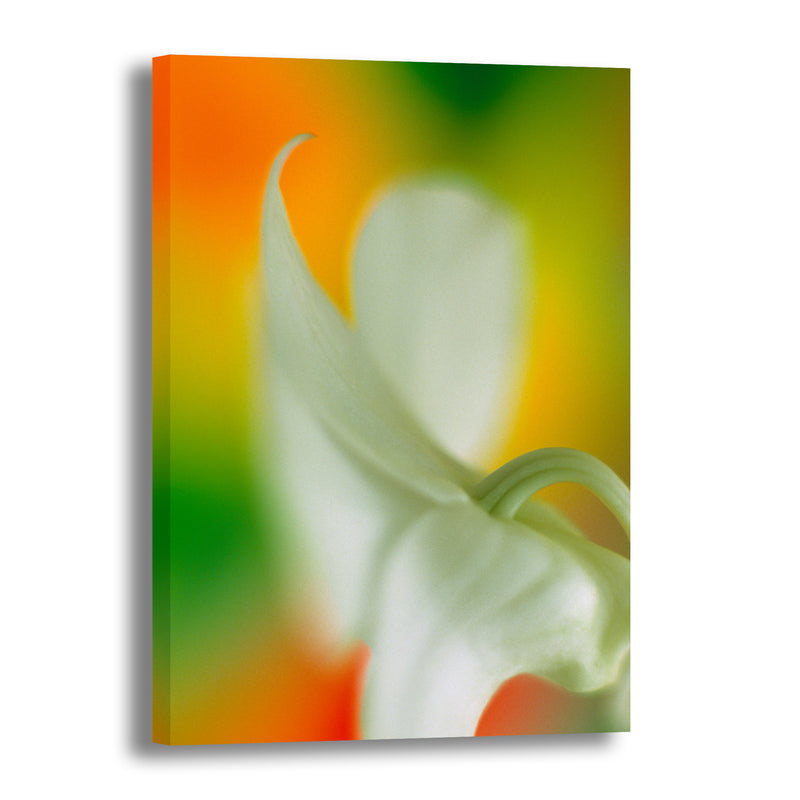 Canvas Art Print - A close-up photograph of an orchid flower.