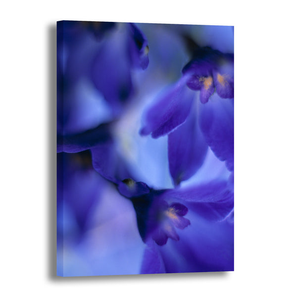 Canvas Art Print - A close-up photograph of delphinium volk flowers.