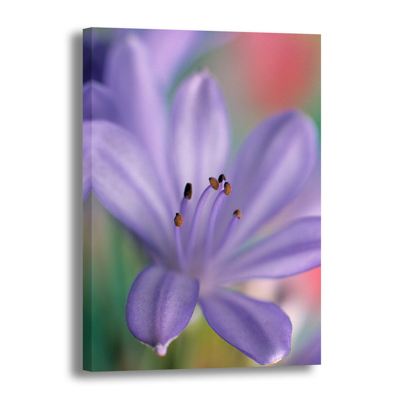 Canvas Art Print - A close-up photograph of an African lily flower.