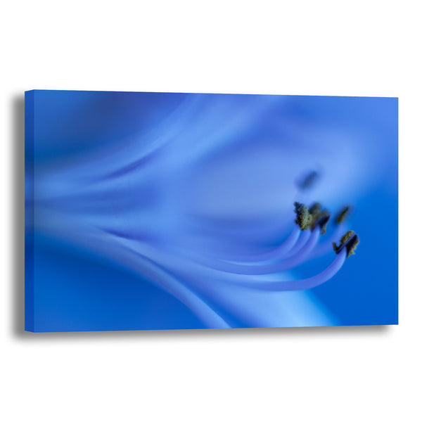 Canvas Art Print - A close-up photograph of an African lily flower.