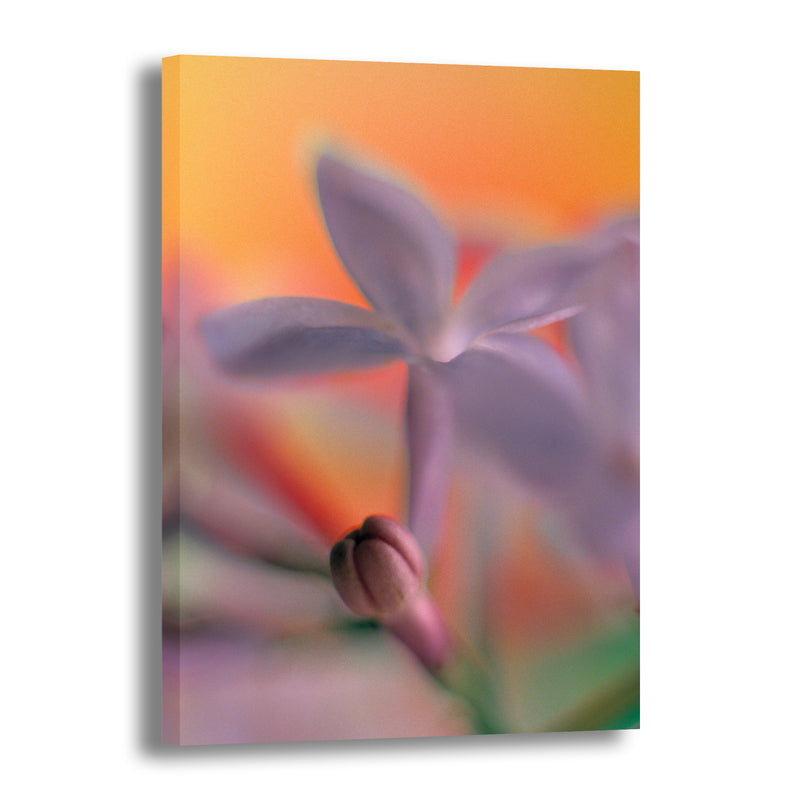 Canvas Art Print - A close-up photograph of a lilac flower.