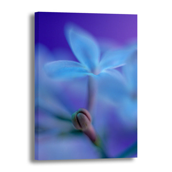 Canvas Art Print - A close-up photograph of a lilac flower.