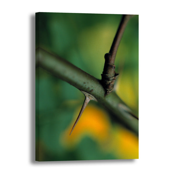 Canvas Art Print - A close-up photograph of a wild rose thorn.