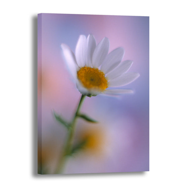 Canvas Art Print - A close-up photograph of a daisy flower.