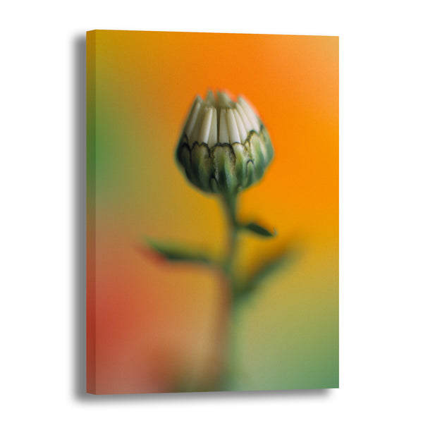 Canvas Art Print - A close-up photograph of a daisy flower.