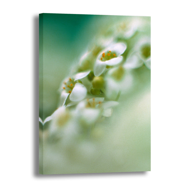 Canvas Art Print - A close-up photograph of alyssum flowers.