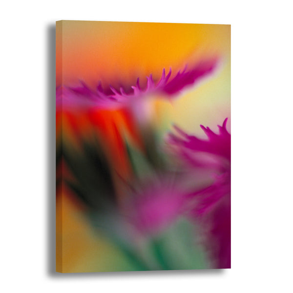 Canvas Art Print - A close-up photograph of a dianthus flower.