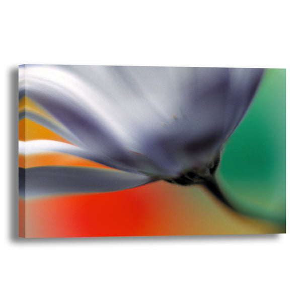 Canvas Art Print - A close-up photograph of a daisy flower.