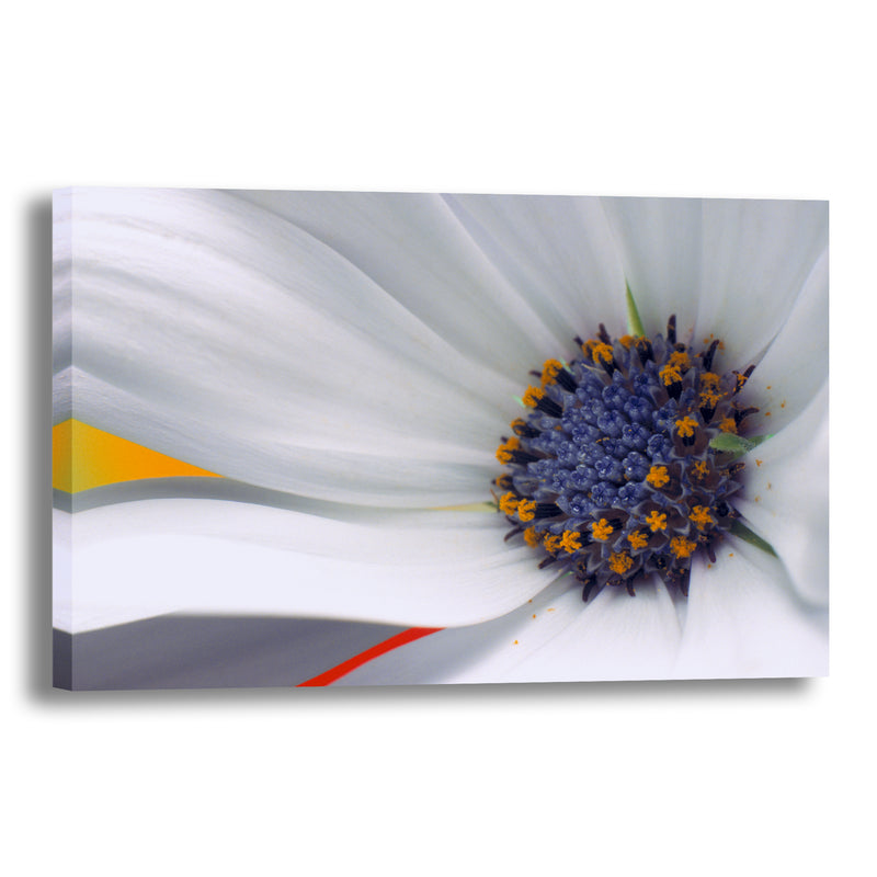 Canvas Art Print - A close-up photograph of a daisy flower.