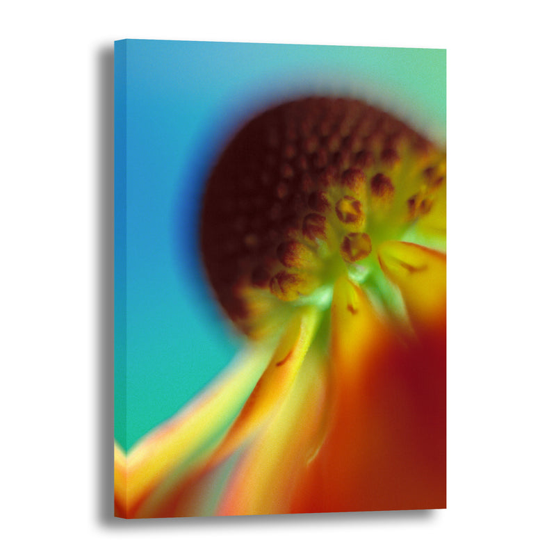 Canvas Art Print - A close-up photograph of a helenium flower.