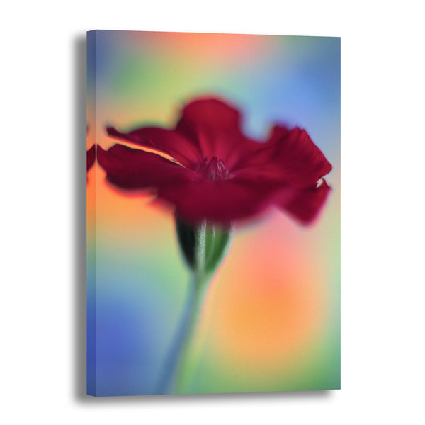 Canvas Art Print - A close-up photograph of a rose campion flower.