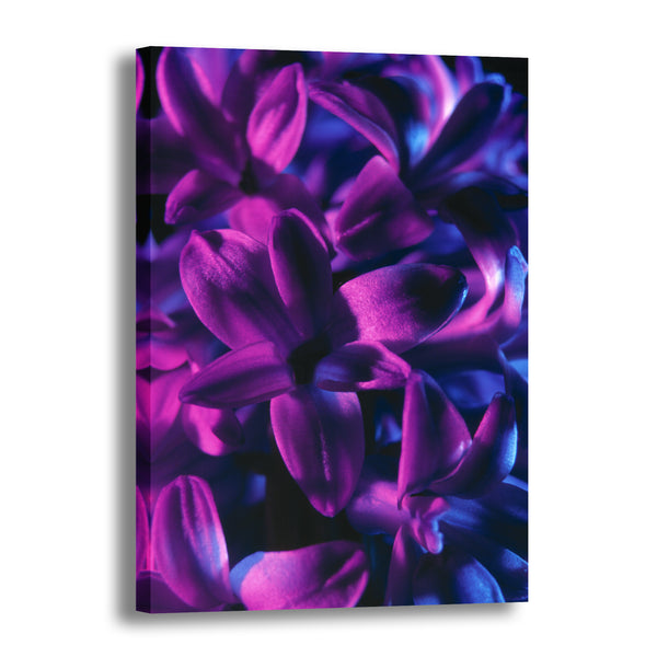 Canvas Art Print - A close-up photograph of a blue jacket hyacinth flower.