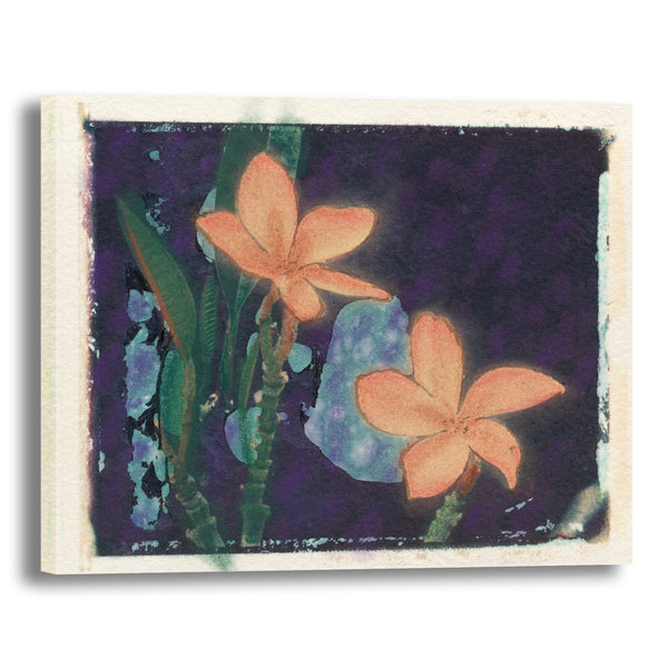 Canvas Art Print - A close-up photograph of a hand colored Polaroid transfer of plumeria flowers.