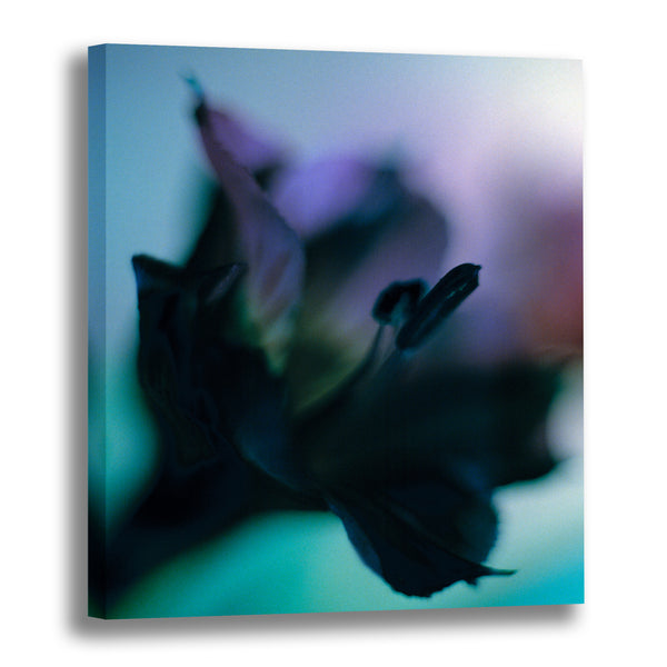 Canvas Art Print - A close-up photograph of an alstroemeria flower.