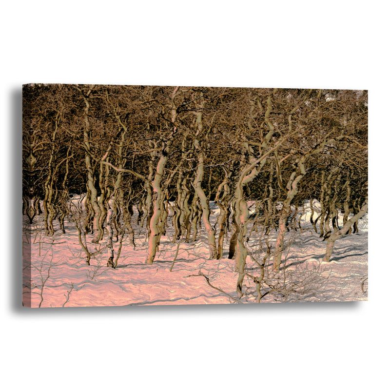 Canvas Art Print - An abstract photograph of aspen trees & snow.