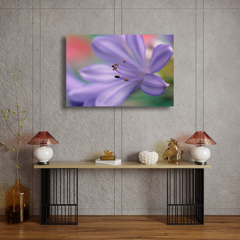 Metal Art Print - A close-up photograph of an African lily flower.