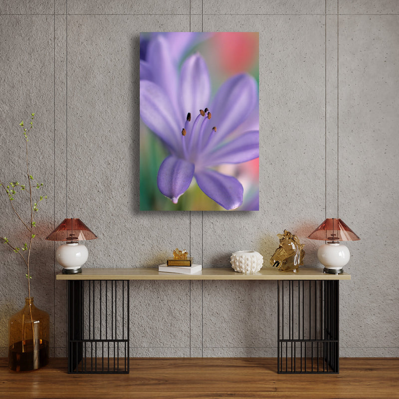 Metal Art Print - A close-up photograph of an African lily flower.