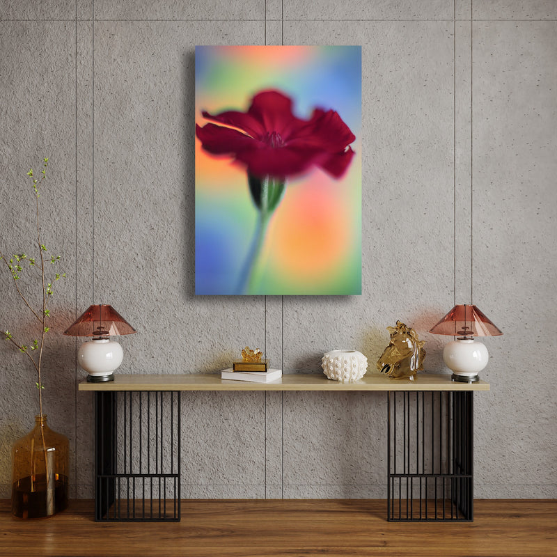 Art Print - A closeup photograph of a rose campion flower.