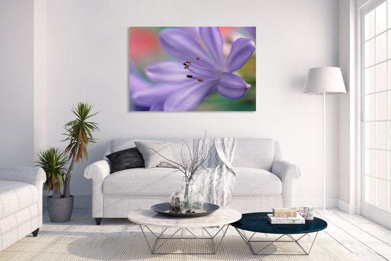 Metal Art Print - A close-up photograph of an African lily flower.