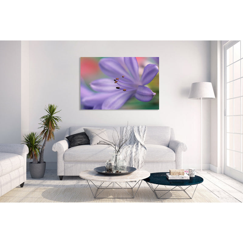 Canvas Art Print - A close-up photograph of an African lily flower.