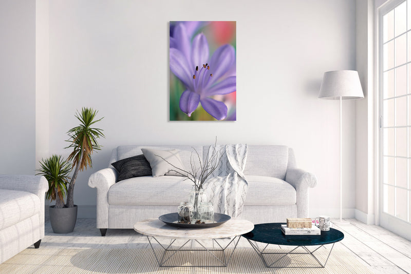 Art Print - A closeup photograph of an African lily flower.