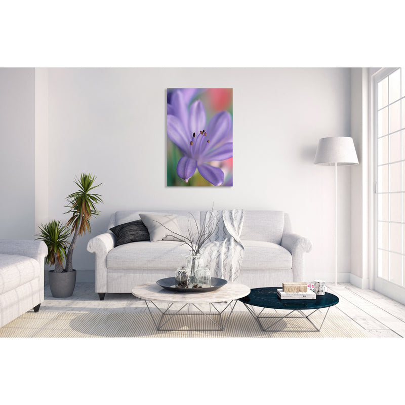 Canvas Art Print - A close-up photograph of an African lily flower.