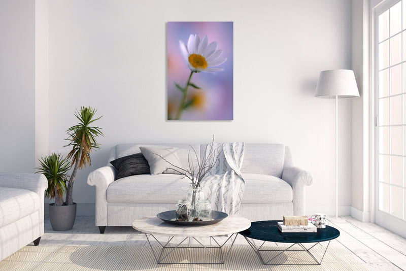 Metal Art Print - A close-up photograph of a daisy flower.